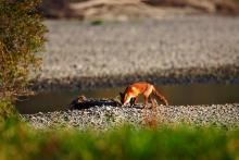 Lisica uz rijeku Dravu, foto: G. šafarek