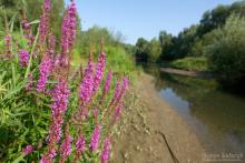 Foto: Drava Life